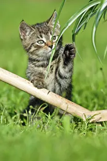 Scratching: Domestic cat, kitten scratching at a plant
