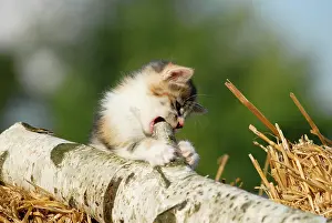 Bales: Domestic cat, kitten sitting on a birch log
