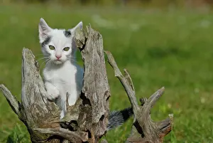 Climbs: Domestic cat, kitten sitting on a root