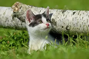 Catus: Domestic cat, kitten squatting under a birch log