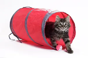 Tunnels: Domestic Cat Kitten with toy tunnel playing