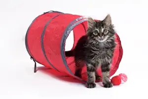 Tunnels: Domestic Cat Kitten with toy tunnel playing
