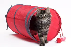 Tunnels: Domestic Cat Kitten with toy tunnel playing