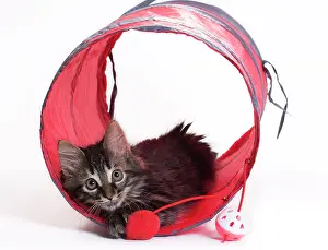Tunnels: Domestic Cat Kitten with toy tunnel playing
