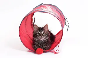 Tunnels: Domestic Cat Kitten with toy tunnel playing