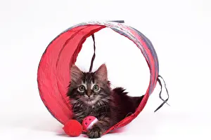 Tunnels: Domestic Cat Kitten with toy tunnel playing