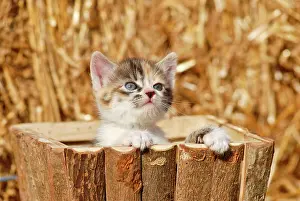 Bales: Domestic cat, kitten in a wooden box in front of