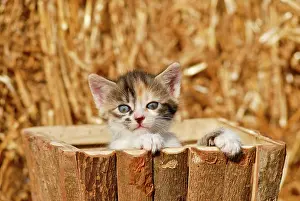 Bales: Domestic cat, kitten in a wooden box in front of