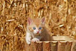 Bales: Domestic cat, kitten in a wooden box in front of
