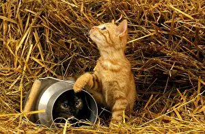 Milk: Domestic Cat, Kittens playing in a Milk Pot on Straw
