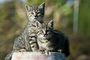 Terracotta: Domestic cat, two kittens sitting on a terracotta