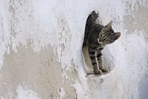 Cavities: Domestic Cat looks out of a wall Cyclades islands Greece