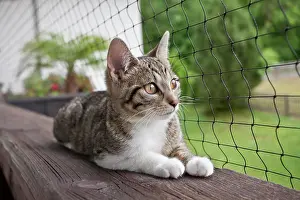 Balcony: Domestic Cat is lying on a balcony in front of a