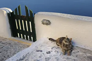 Santorin: Domestic Cat lying near a wall Cyclades islands Greece