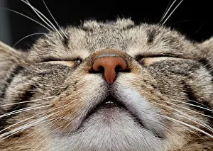 220822: Domestic cat, nose