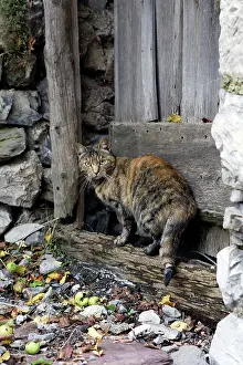 Brindle: Domestic Cat - outside house