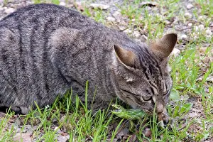 Agilis: Domestic cat predation a Sand Lizard France