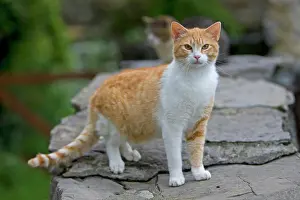 Silvestris: Domestic cat, Pyrenees mountains, Spain, Europe