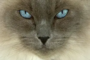 Ragdoll: Domestic cat, Ragdoll, portrait, blue eyes