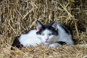 Mecklenburg: Domestic cat - resting on bale of straw - Germany