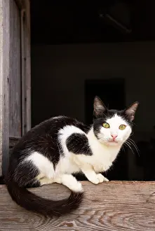 160520: Domestic cat. Resting at an open window. Trinidad