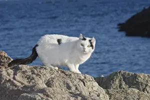 Fragments: Domestic cat on rock C'te d'Azur France