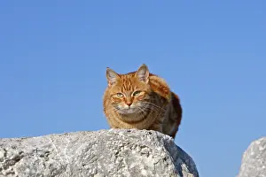 Fragments: Domestic cat on rock C'te d'Azur France