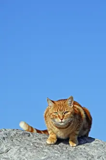 Fragments: Domestic cat on rock C'te d'Azur France
