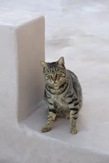 Santorin: Domestic Cat sitting Cyclades islands Greece