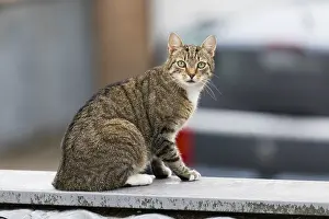 Garage: Domestic Cat - sitting on garage roof, alert, North