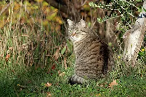 Vaucluse: Domestic cat sitting in a garden - France