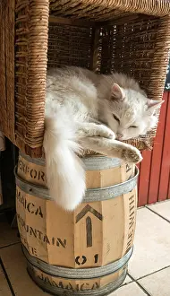 Barrels: Domestic cat sleeping in a basket on a coffee barrel
