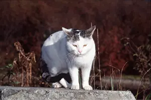 Ears: DOMESTIC CAT - standing on stone with ears back