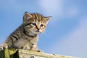 Exploring: Domestic Cat, tabby kitten, exploring outdoors