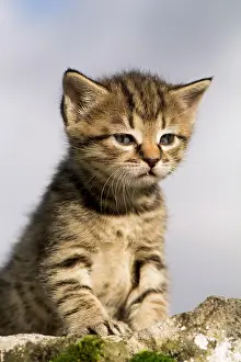 Exploring: Domestic Cat, tabby kitten, exploring outdoors