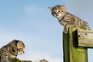 Exploring: Domestic Cat, two tabby kittens, exploring outdoors