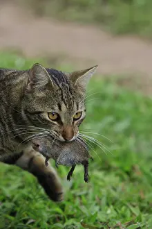 Arrest: Domestic cat taking a mouse Costa Rica