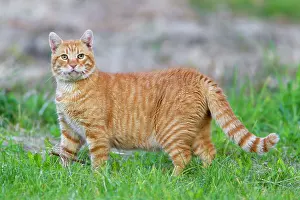 Stray: Domestic Cat - Tom cat