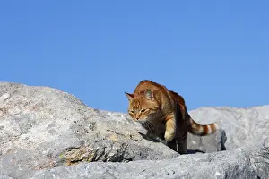 Fragments: Domestic cat walking on rock C'te d'Azur France