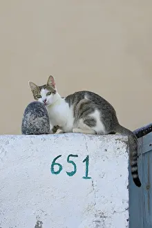 Santorin: Domestic Cat on a wall Cyclades islands Greece
