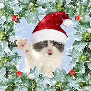 Waving: Domestic Cat, waving, wearing Christmas hat surrounded