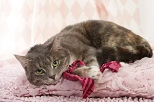 Scarf: Domestic Cat wearing scarf