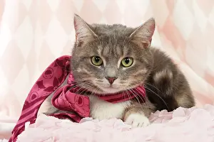 Scarf: Domestic Cat wearing scarf