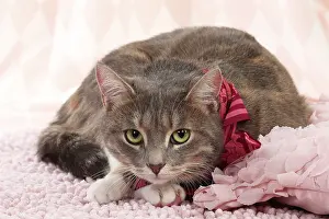 Scarf: Domestic Cat wearing scarf