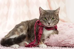 Scarf: Domestic Cat wearing scarf