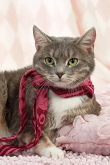 Scarf: Domestic Cat wearing scarf
