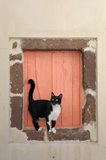 Windows: Domestic Cat in front of a window Cyclades islands Greece