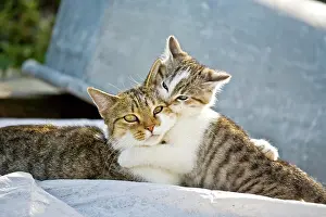 Friskily: Two domestic cats cuddling