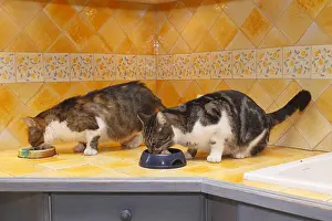 Cans: Two domestic cats in their eating gamelle