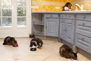 Cans: Two domestic cats in their eating gamelle